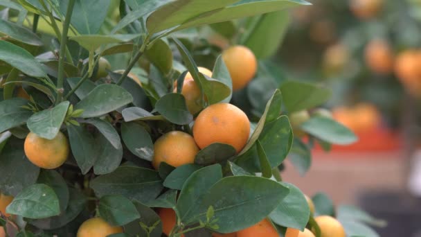 Невеликі Цитрусові Дерева Вирощуються Теплиці Населяють Багато Апельсинових Цитрусових Гілках — стокове відео