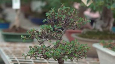 Küçük bonsai ağaçları sera evde yetiştirilen. Küçük bitkiler odada iyi kök aldı