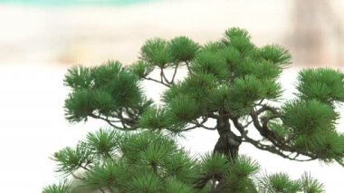 Küçük bonsai ağaçları sera evde yetiştirilen. Küçük bitkiler odada iyi kök aldı