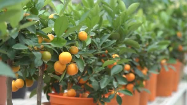 Невеликі Цитрусові Дерева Вирощуються Теплиці Населяють Багато Апельсинових Цитрусових Гілках — стокове відео