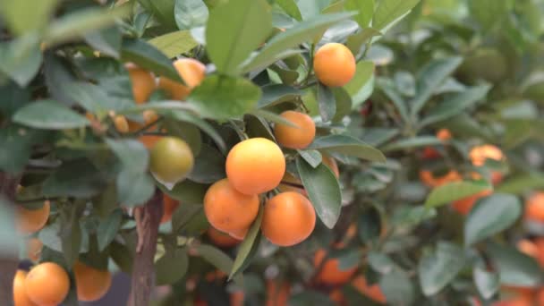 온실에서 자라는 감귤류 나무와 사이에 가지에 오렌지 감귤류가 서식하는 감귤류라고 — 비디오