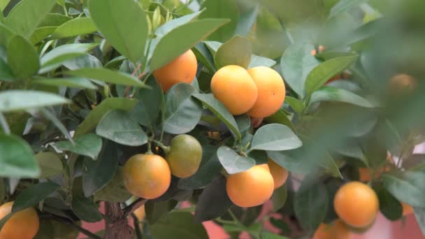 Malé Citrusy Pěstované Skleníku Obývající Mnoho Oranžových Citrusových Plodů Větvích — Stock video