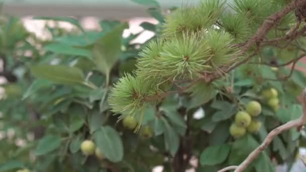 温室で自宅で育った小さな盆栽の木 小さな植物が部屋によく根を張った — ストック動画