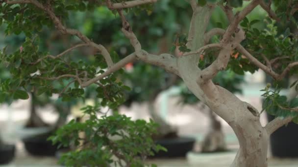 Piccoli Alberi Bonsai Cresciuti Casa Nella Serra Piccole Piante Hanno — Video Stock