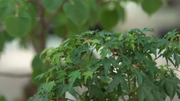 Pequenas Árvores Bonsai Cultivadas Casa Estufa Pequenas Fábricas Tomaram Raiz — Vídeo de Stock