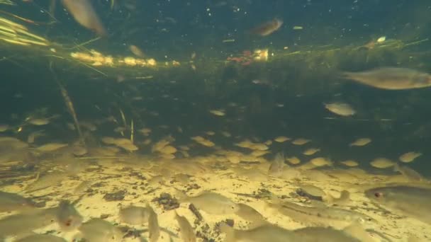 poisson rouge nage sous l'eau dans un étang, vue de dessus, banc de poissons 