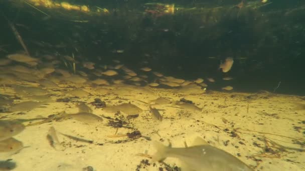 poisson rouge nage sous l'eau dans un étang, vue de dessus, banc de poissons 