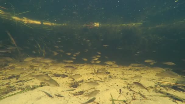 赤い魚が泳ぐ池 平面図 魚の学校での水の下で — ストック動画