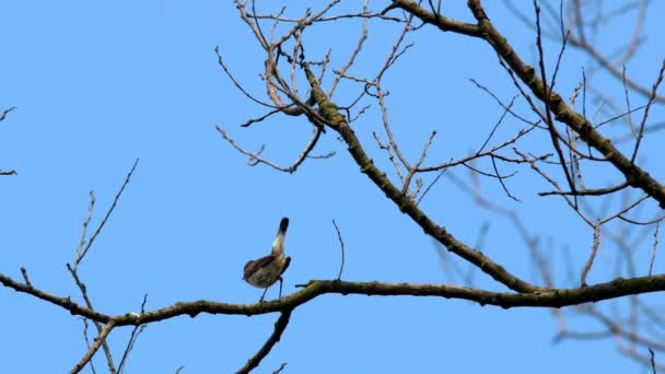 Une Belle Femelle Était Jaune Bleue Avec Une Poitrine Perchée — Video