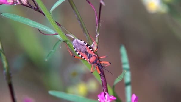 Uzun Bıyıklı Kırmızı Büyük Böcek Bir Bitkinin Sapı Üzerinde Sürünür — Stok video
