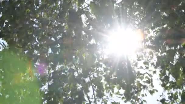 Nature Fond Vert Ensoleillé Avec Soleil Brillant Derrière Les Branches — Video