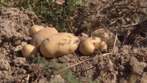 Tarlada Hasat Edilen Patatesler Tarlada Olgunlaşan Daha Fazla Tüketim Için — Stok video