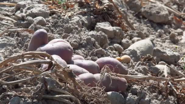 Skördad Potatis Fält Potatisknölar Som Mognat Fältet Och Skördats För — Stockvideo