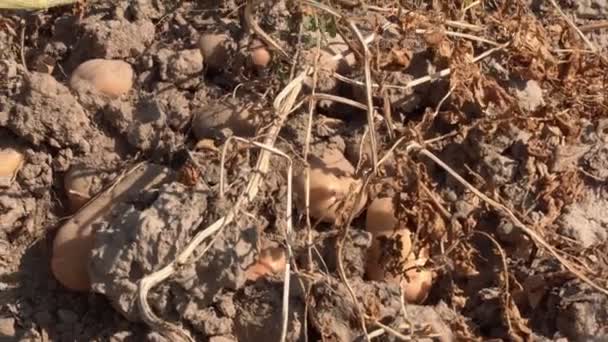 Batatas Colhidas Campo Tubos Batata Amadurecidos Campo Colhidos Para Consumo — Vídeo de Stock