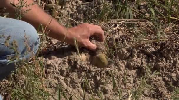 Skördad Potatis Fält Potatisknölar Som Mognat Fältet Och Skördats För — Stockvideo