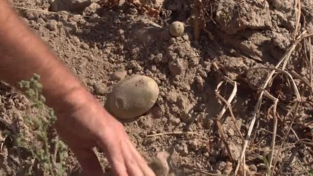 Harvested Potatoes Field Potato Tubers Ripened Field Harvested Further Consumption — Stock Video