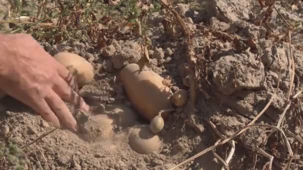 Skördad Potatis Fält Potatisknölar Som Mognat Fältet Och Skördats För — Stockvideo
