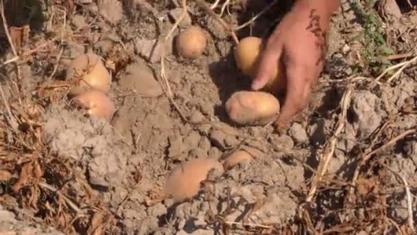 在田间收获的马铃薯块茎在田间成熟并收获 以便进一步食用 — 图库视频影像