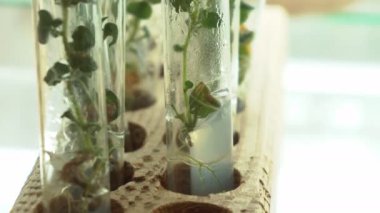 Mikroklonal üreme laboratuvarı. Patatesbiyoteknolojik teknikler kullanılarak üreme. Agar besin orta.