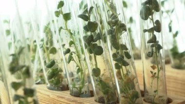Mikroklonal üreme laboratuvarı. Patatesbiyoteknolojik teknikler kullanılarak üreme. Agar besin orta.