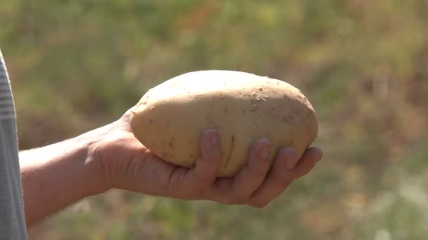 Entregar Nas Mãos Grande Fruto Batatas Agricultor Segurando Nas Mãos — Vídeo de Stock