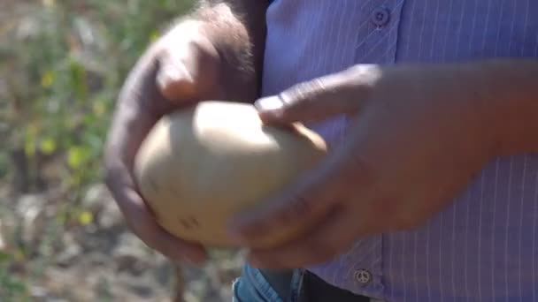 Rąk Rękach Dużego Owocu Ziemniaków Rolnik Trzymanie Rękach Zbiorów Ziemniaków — Wideo stockowe