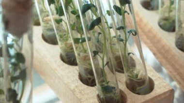 Mikroklonal üreme laboratuvarı. Patatesbiyoteknolojik teknikler kullanılarak üreme. Agar besin orta.