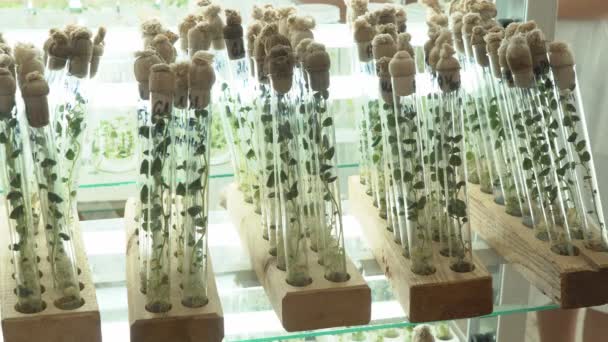 マイクロクローナル生殖の実験室 ジャガイモのバイオテクノロジー技術を用いて再生 寒天栄養培地 — ストック動画