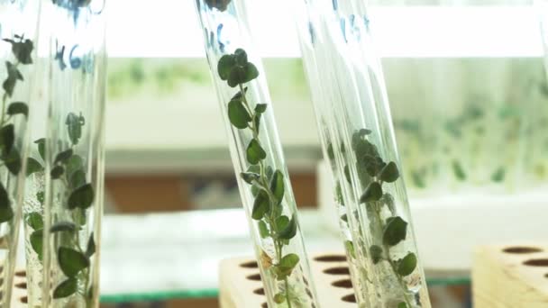 Labor Für Mikroklonale Reproduktion Fortpflanzung Mit Biotechnologischen Methoden Von Kartoffeln — Stockvideo