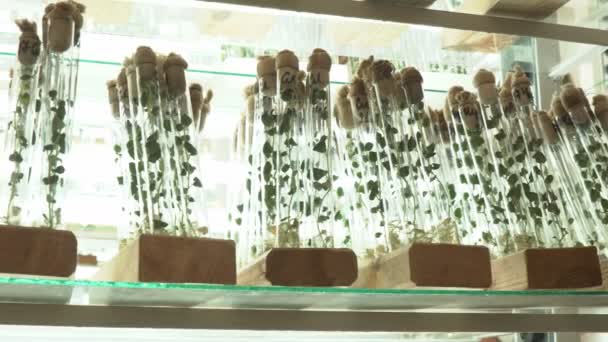 Laboratorium Reprodukcji Mikroclonal Powielanie Przy Użyciu Technik Biotechnologicznych Ziemniaków Agar — Wideo stockowe