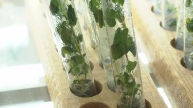 Mikroklonal üreme laboratuvarı. Patatesbiyoteknolojik teknikler kullanılarak üreme. Agar besin orta.