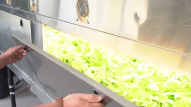 Mikroklonal üreme laboratuvarı. Patatesbiyoteknolojik teknikler kullanılarak üreme. Agar besin orta.