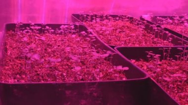 Mikroklonal üreme laboratuvarı. Patatesbiyoteknolojik teknikler kullanılarak üreme. Agar besin orta.