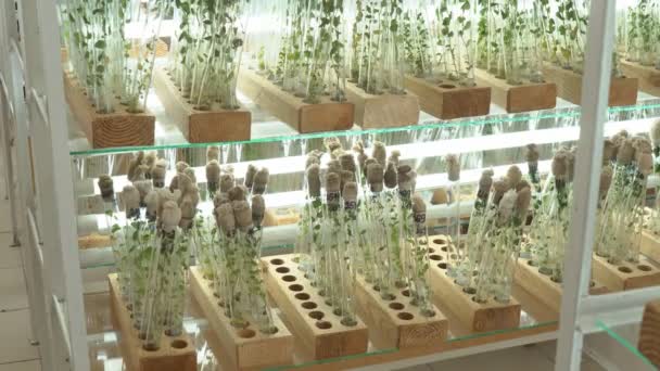 マイクロクローナル生殖の実験室 ジャガイモのバイオテクノロジー技術を用いて再生 寒天栄養培地 — ストック動画