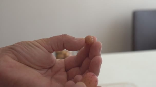 Petits tubercules de pomme de terre cultivés en laboratoire selon la méthode de sélection. Cultiver de nouvelles variétés de pommes de terre élite 