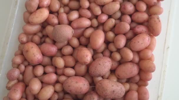 Pequeños Tubérculos Patata Cultivados Laboratorio Por Método Cría Cultivando Nuevas — Vídeo de stock