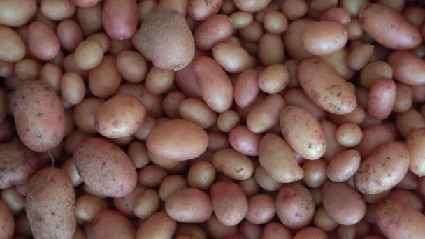 Pequenos Tubérculos Batata Cultivados Laboratório Pelo Método Reprodução Cultivando Novas — Vídeo de Stock