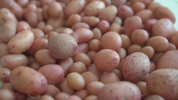 Small Potato Tubers Grown Laboratory Breeding Method Growing New Elite — Stock Video