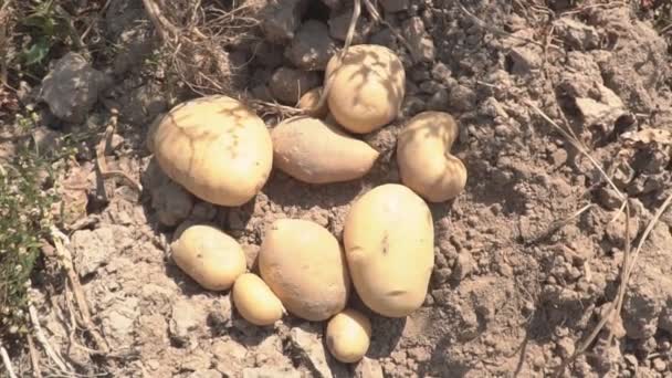 Tubercules Pommes Terre Mûris Champ Récoltés Pour Consommation Ultérieure — Video