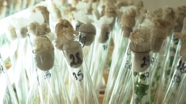 微克隆生殖实验室 使用马铃薯生物技术进行繁殖 阿加营养介质 — 图库视频影像