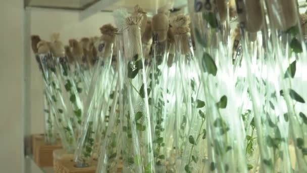 Laboratorium Voor Microclonal Reproductie Reproductie Met Behulp Van Biotechnologische Technieken — Stockvideo