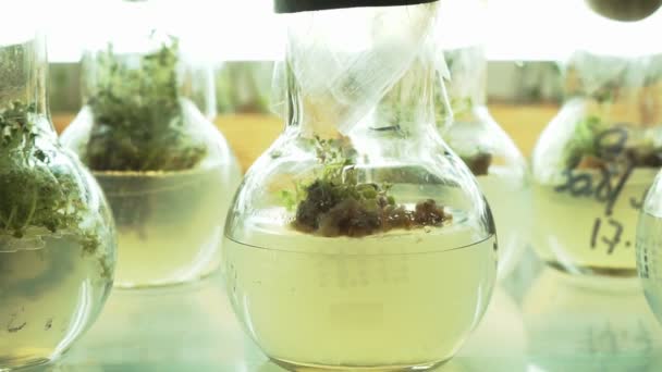 Лабораторія Мікрокласового Розмноження Розмноження Використанням Біотехнологічних Методів Картоплі Агар Поживне — стокове відео