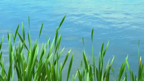湖でのバラバラの葉 青い池の上の暖かい日の揺れに若い葦の緑の葉 — ストック動画