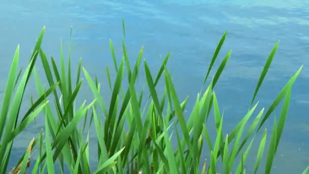 Folhas Bulrush Lago Folhas Verdes Juncos Jovens Balanço Dia Quente — Vídeo de Stock