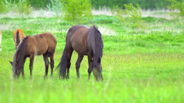 Konie Pasą Się Łące Piękne Konie Czystej Krwi Wypasają Się — Wideo stockowe