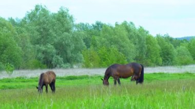 Atlar çayırda otluyor. Güzel safkan atlar çimenlik çimen otlatırlar pitoresk bir bahar çayırında