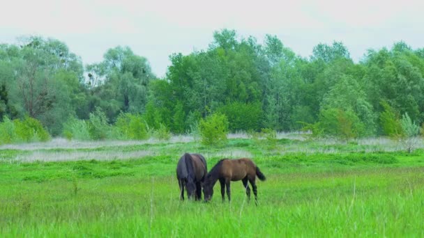 Les chevaux paissent dans la prairie. De beaux chevaux pur-sang paissent l'herbe dans une prairie printanière pittoresque 