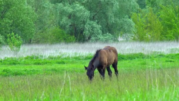 Les chevaux paissent dans la prairie. De beaux chevaux pur-sang paissent l'herbe dans une prairie printanière pittoresque 