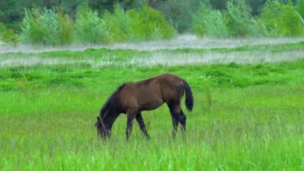 牧草地で馬の放牧 美しいサラブレッドの馬は 絵のように美しい春の牧草地で草を放牧 — ストック動画