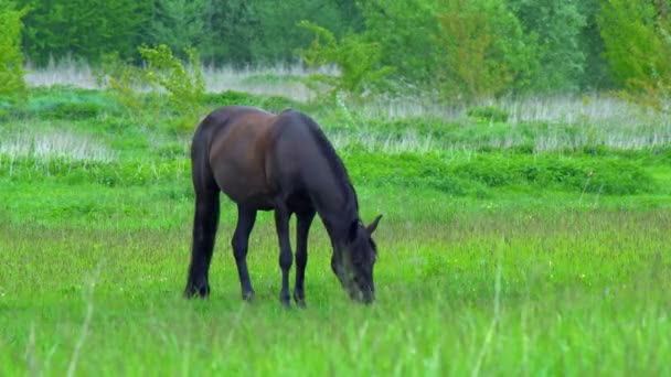 Horses Graze Meadow Beautiful Thoroughbred Horses Graze Pinching Grass Picturesque — Stock Video
